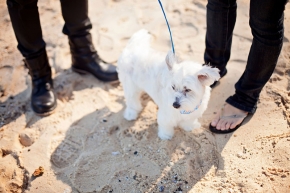 Nav A Photography, (nava photography) Sydney couples wedding portrait photographer, sunshine happy, warm, flare, pre-wedding, Blamoral Beach, dog, family